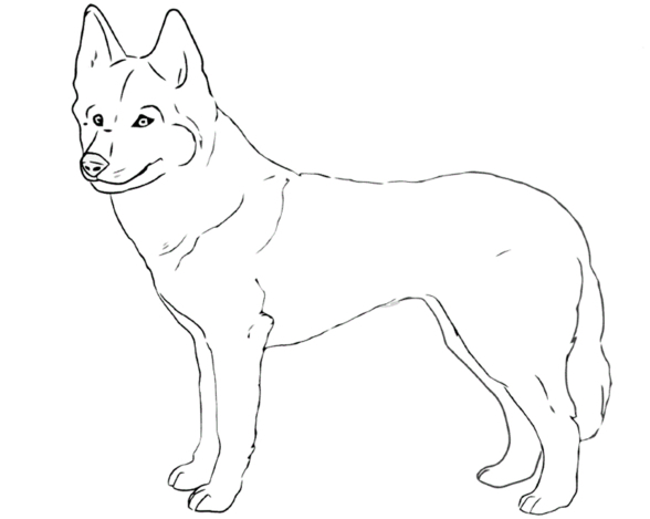Set of realistic animal coloring pages-Print or download for free